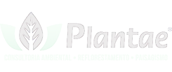 Plantae